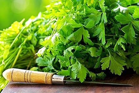 Semillas de cilantro - Coriandrum sativum: Amazon.es: Jardín