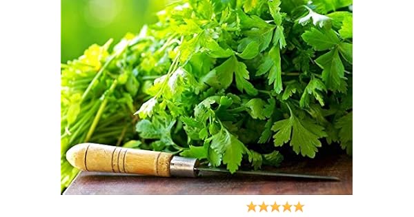 Semillas de cilantro - Coriandrum sativum: Amazon.es: Jardín