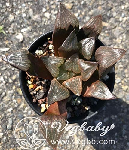 Haworthia Black Correcta Hybrid Succulent Plant in 3" Pot
