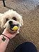 SCENEREAL Squeaky Tennis Balls Toys for Dogs Pets Playing and Training 2.5