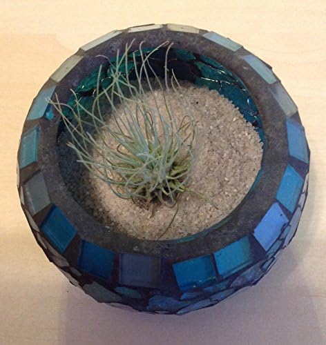 Tillandsia Air Plant in a Blue Mosaic Bowl