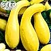 Crookneck Yellow Squash Seeds - 25 NON-GMO SEEDS primary