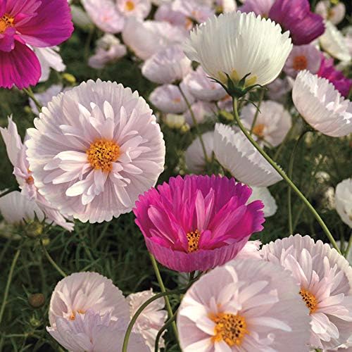 Cottage Garden Seed Collection, Cosmos Cupcakes (as Shown-Hard to Find) & 5 Different Old Fashioned Favorites Flowers,Spring Summer Blooms, Annuals & Perennials, Flowers for Years to Come