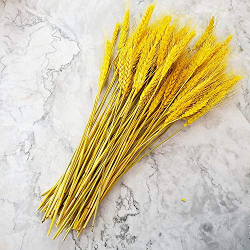 Beau Jour Natural Dried Wheat Sheaves 100 Stems for Autumn Arrangements DIY Home Decor (Gold)