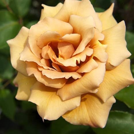 Amazon 店長おすすめ バラ苗 つるジュリア 3年生特大苗 つるバラ 茶色 バラ 苗 つるばら 薔薇 バラ苗木 花