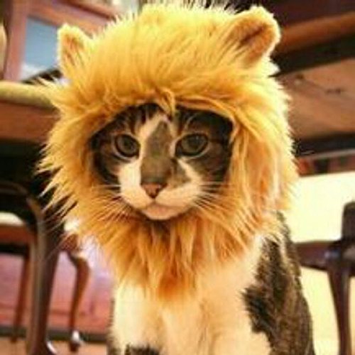 EVINIS Pet Costume Cosplay Lion Mane Wig Cat Hairpiece With Ears For Cat Dog Decor Fake Lion Mane, Christmas Halloween Party Accessories Fancy Dress up