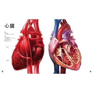 The World's Most Beautiful Human Body Illustrated Book [Book]