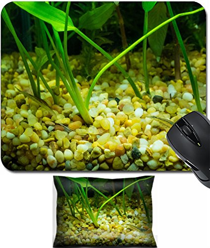 MSD Mouse Wrist Rest and Small Mousepad Set, 2pc Wrist Support design 31051758 Amano Shrimp Caridina multidentata is a species of shrimp found in Japan and parts of Korea and Taiwan