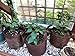 BEST ROOT POUCH (3 GALLON) (10 Pack) Best Fabric Garden Pot and Grow Bags with Handles for Easy Moving.