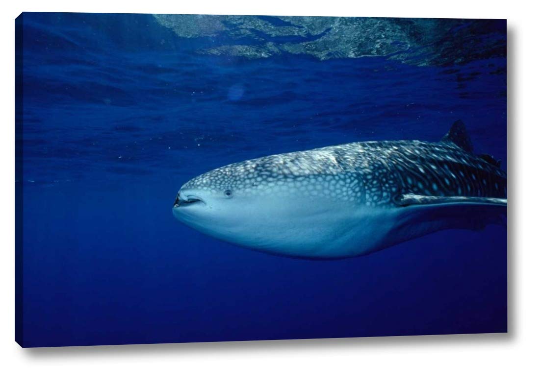 Whale Shark Portrait, Largest Shark Species, Cocos Island, Costa Rica by Flip Nicklin - 21" x 33" Gallery Wrapped Giclee Canvas Print - Ready to Hang