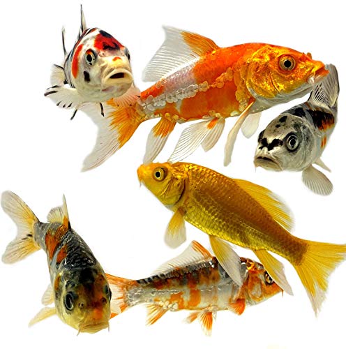 Toledo Goldfish Live Butterfly Fin and Regular Koi Combo for Ponds, Aquariums or Tanks – USA Born and Raised – Live Arrival Guarantee (3 to 4 inches, 4 Fish)