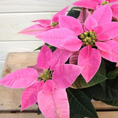 Amazon ポインセチアより小さいお花 プリンセチア 4号 底面給水鉢 ホットピンク 観葉植物 オンライン通販