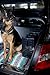 New Foldable Dog Ramp for Car Truck SUV Backseat Stair Steps Auto Travel Ladder