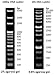 1Kb DNA Ladder DNA Marker for DNA RNA Agarose Gel Electrophoresis, 1ml/Vial, 200x Loads