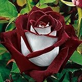 Homedeco White Red Edge Rose Seeds Garden Seeds Plants Potted Rose Rare Flower Seeds Balcony Indoor J 150pcs