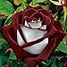 Homedeco White Red Edge Rose Seeds Garden Seeds Plants Potted Rose Rare Flower Seeds Balcony Indoor J 150pcs