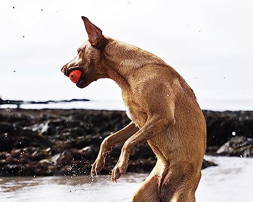 Chuckit! Fetch Ball 1000g