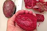 *NEW*SWEET FRUIT* RED CACTUS PEAR *5 seeds*RARE* #1035