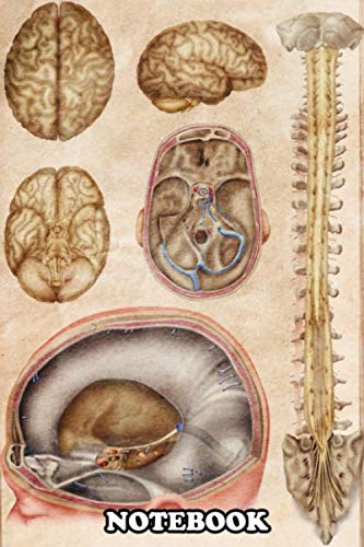 Notebook: This Vintage Anatomy Illustration Shows The Brain And S , Journal for Writing, College Ruled Size 6