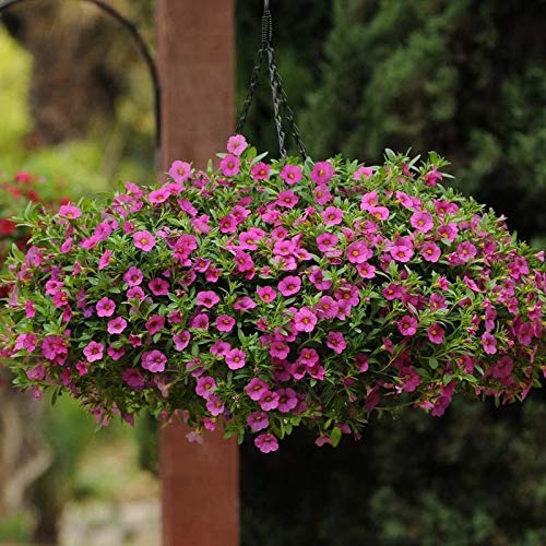 Rare Citronella Mosquito Plant Pelargonium 'citrosum', Prince of Orange  Geranium, Hardy Perennial Flower Seeds for Gardening Flowers 100pcs in  Kenya | Whizz Flowers