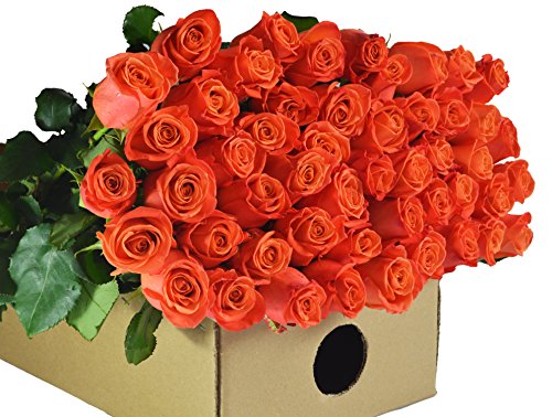 Farm2door wholesale roses: 25 fresh orange roses (long …