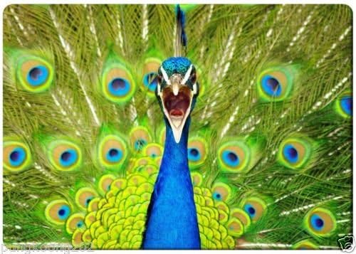 Beautiful Peacok fridge magnet 3 1/2" x 2 /18" name card size rectangular magnets.