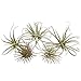 CHIVE Artificial Air Plants — Bulk Set of 5, Small — Ultra Realistic Fake Tillandsia Bromeliad Plants — Decorative Faux Succulents for Home & Office Decor — No Care Needed!