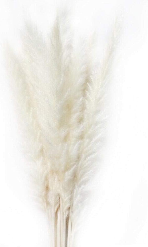 Lanbowo Natural Dried 15 Pcs Dried Small Pampas Grass Phragmites Communis Decoration for Home Hotel Wedding