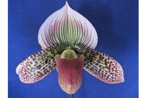 THE ORCHID GALLERY Lovely maudiae Type paph - ladyslipper Orchid - in Bud