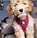 EcoBark Dog Harness - Eco-Friendly Soft Dog Harness - Over the Head Dog Harness Vest - Toy Breed Dog Harness - Small Harness for Puppies - No Pull No Choke for Puppy - Mesh Harness for Small Dogs - Chest Halter Harness (Small, Pink Dog Harness)