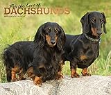 For the Love of Dachshunds 2019 14 x 12 Inch Monthly Deluxe Wall Calendar with Foil Stamped Cover, A by 