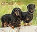 For the Love of Dachshunds 2019 14 x 12 Inch Monthly Deluxe Wall Calendar with Foil Stamped Cover, A by 