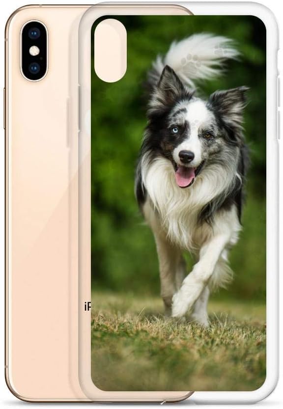 border collie running on sheep