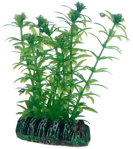 Hobby Lagarosiphon, 7 cm en promo sur Amazon