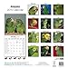 Amazon Parrot Calendar - Just Amazon Parrots Calendar - 2015 Wall calendars - Animal Calendars - Parrot Calendar - Monthly Wall Calendar by Avonside