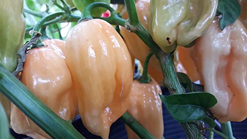 7 Pot Peach Chile 10+ Seeds 7 Pot Peach Chile 10+ Seeds