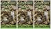 Crick-ettes - Sour Cream & Onion Flavored Cricket Snacks (3 Pack)