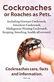 Cockroaches as Pets. Cockroaches care, facts and information. Including German Cockroach, American C by 