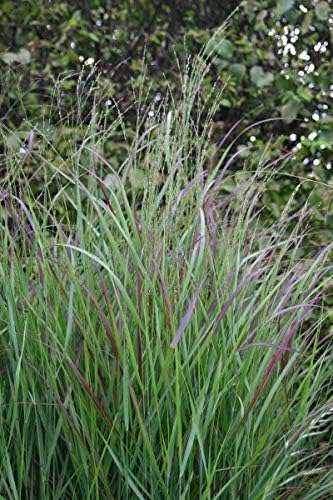 Panicum virgatum 'Rotstrahlbusch' - in a 1 L Round Pot (Set of 2)