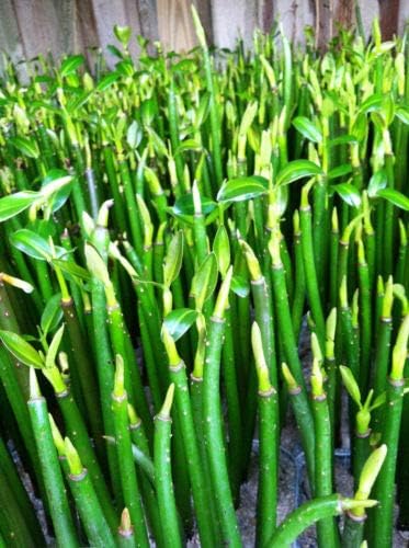 New Crop 5 Stem Plant - Mangroves Saltwater Aquarium Coral Filtration Live Plant WCRF14