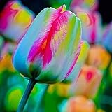 100pcs/ Bag Rainbow Tulip Bulbs Seeds Garden Flower Plant Flowers for Yards Garden Decoration