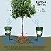 Tree I-V 6-Pk Original Base Root Feeder Watering System - Durable Self-Supported 5-Gal Reservoir with No-Hands Filling - Water 6 Trees in 6 Minutes - Weekly