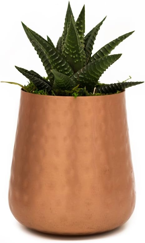LiveTrends Design Living Bell - Succulent in Hammered Container, Copper