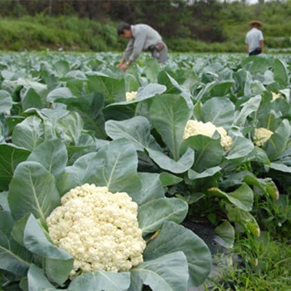 Coliflor blanca 200pcs Semillas Semillas de hortalizas orgánicas ...
