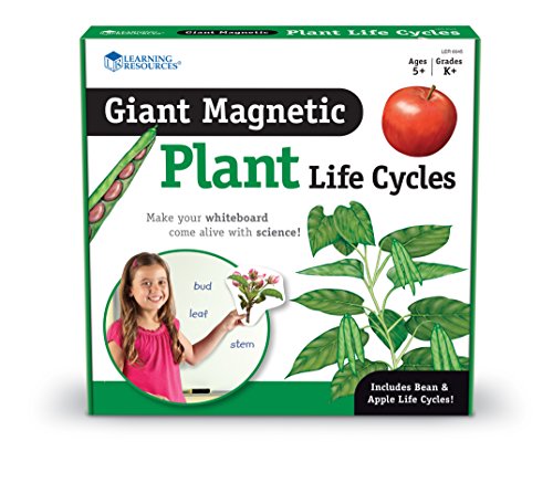 Learning Resources Giant Magnetic Plant Life Cycle