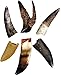 Dinosaur Teeth Collection