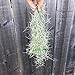 Fresh Spanish Moss (2.5 pounds)