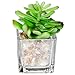 Small Glass Cube Artificial Plant Modern Home Decor/Faux Succulent Planter Pots, Set of 3 (Assortment 1)