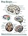 Brain Anatomical Chart