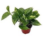 Golden Devil's Ivy - Pothos - Epipremnum - 4" Pot - Very Easy to Grow